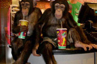 Chimps Go To See ‘The Dawn of the Planet of the Apes’ In Theaters