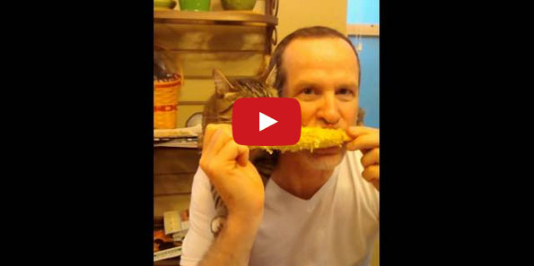 Cat & Human Eating Corn On The Cob Is An Absolute Delight