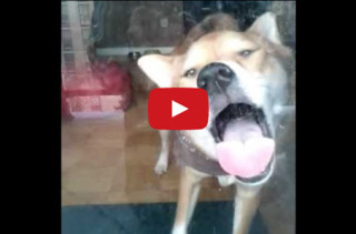 Take The Rest Of The Day Off & Watch This Dog Lick A Window
