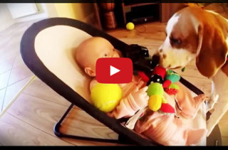 Dog Steals Baby’s Toy, Feels The Guilt, Tries To Make It Up