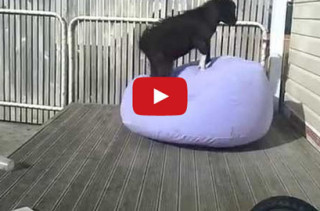 Goat Vs Inflatable Chair: WHO WINS?