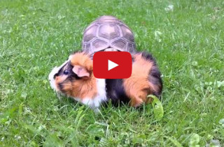 Diva Tortoise Sneaks Up On A Guinea Pig, Steals The Spotlight