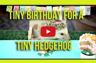 Hedgehog & Hamsters Noshing On Tiny Cakes, BRB I’m Dead