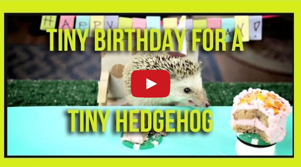 Hedgehog & Hamsters Noshing On Tiny Cakes, BRB I'm Dead