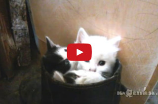 All The Cute Things Can Go Home Now, ‘Kittens In Boots’ Is Here