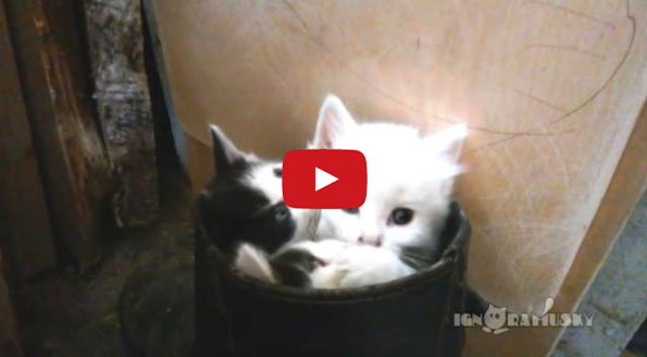 All The Cute Things Can Go Home Now, ‘Kittens In Boots’ Is Here