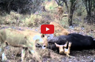 Lion Cub Gets Head Stuck Up A Dead Buffalo’s Butt