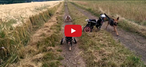 Paralyzed Dogs In Wheelchairs Playing Fetch Is The Sweetest
