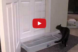 Watch This Ninja Cat Open A Door To Let Puppies In The House