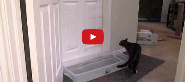This Cat Opens Doors Like A Pro, Now I’m Scared