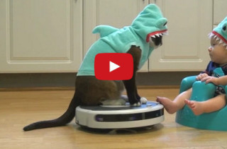 Cat+Baby+Roomba+Shark Costumes = Purrfection