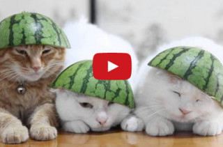 Cats Wearing Watermelons Is All You’ll Ever Need