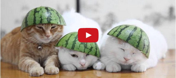 Cats Wearing Watermelons Is All You’ll Ever Need
