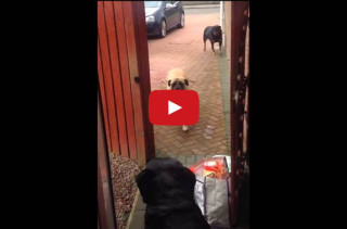 Dog Brings In Groceries, Makes Other Dogs Look Bad