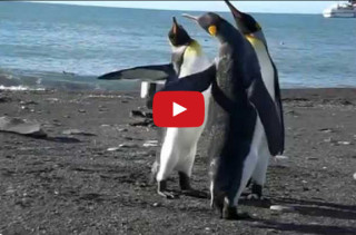 Watch As Penguins Engage In An Epic Slap Fight