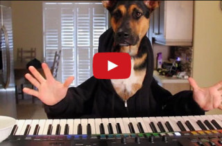 Watch This Dog Play Piano & Try Not To Crack A Smile