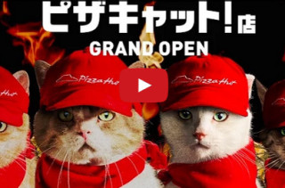 Cats Run A Pizza Hut In Japan, Absurdity Ensues