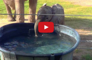 A Baby Elephant Blowing Bubbles Will Make You Smile