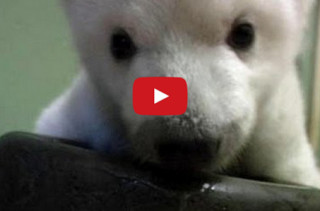 TOO MUCH CUTE: Baby Bear Taking First Steps