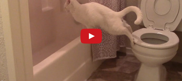 Cat Tries To Use The Toilet & Fails Miserably