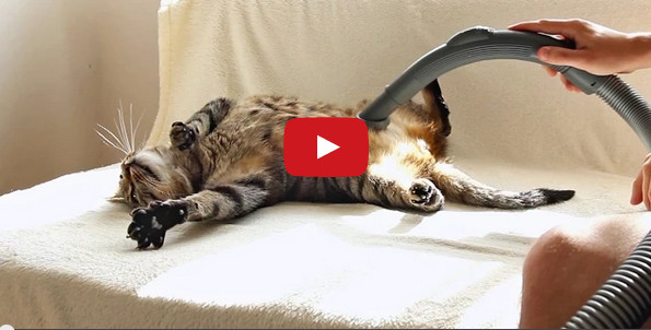 Most Cats Hate It, But This Kitty Loves The Vacuum