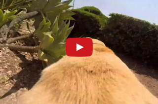 This Dog Loves Water More Than You Love Anything