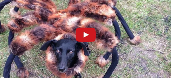 Mutant Giant Spider Dog Is Best/Worst Prank Ever