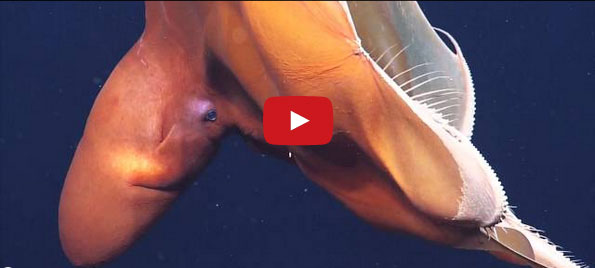 Insanely Rare Footage Of A Large Dumbo Octopus