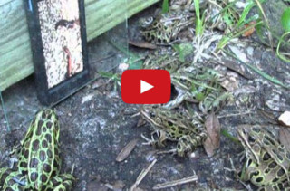 Watch Frogs Flock To A Worm Video On An iPhone