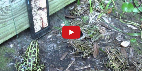 Watch Frogs Flock To A Worm Video On An iPhone