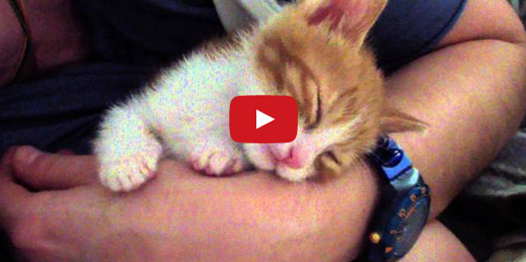 This Kitten Kissed To Sleep Is The Cutest Thing