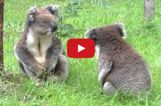 Koalas Fighting. What Is The World Coming To?