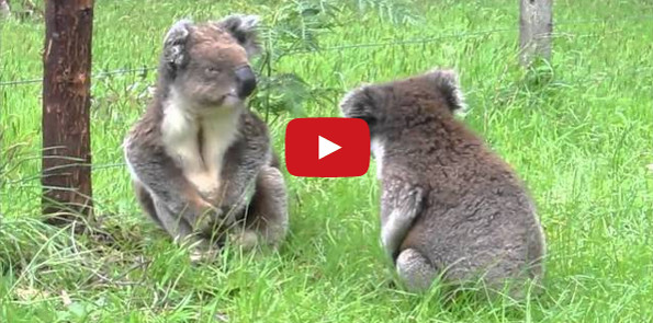 Umm, This Koala Having A Temper Tantrum Is Unreal