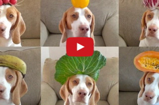Dog Wears 100 Fruits & Veggies On His Head