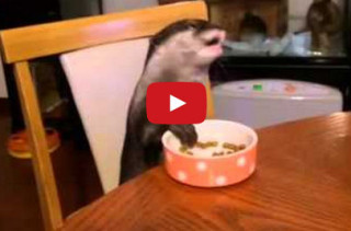 This Otter Has Better Table Manners Than You