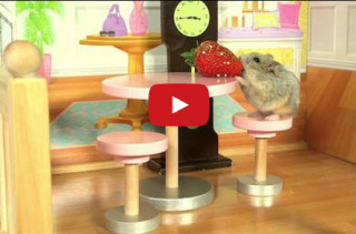 Tiny Hamster Has A Tiny Tiki Party & It Is Majorly Cute