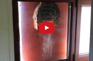 Peek Inside This Wasps Nest Built On A Window