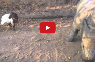 A Baby Rhino Imitates A Goat Resulting In All The Adorable
