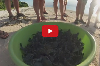 Baby Sea Turtles Being Released Into The Ocean Is TOO CUTE