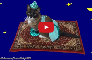 A Cat Dressed As Princess Jasmine, Riding A Magic Carpet
