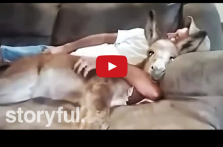 A Donkey Sweetly Snuggling A Human Is Enough Internet For Me