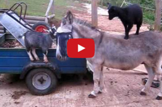 Goats Standing On A Donkey Because Why Not?