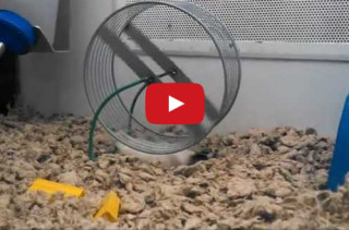 Lazy Hamster Does The Hamster Wheel Lying Down