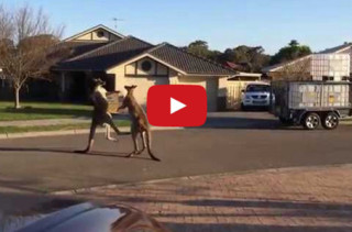 Kangaroos Boxing In The Street Is Really Something To Behold