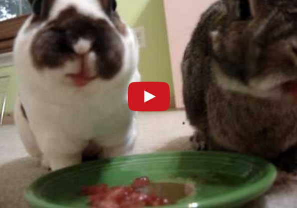 Bunnies Eating Watermelon Might Be The Cutest Thing Ever