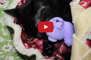 A Kitten Cuddling A Teddy Bear In A Cherry Pie Bed