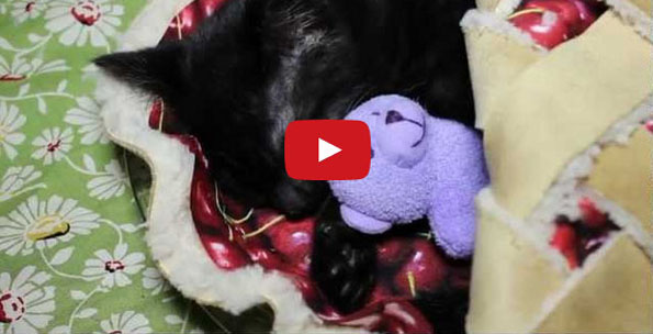 A Kitten Cuddling A Teddy Bear In A Cherry Pie Bed