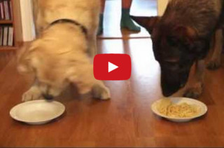 Dogs Participate In Cutest Spaghetti Eating Contest Ever