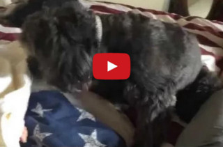 Watch This Sweet Dog Tuck In A Baby For A Nap