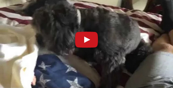 Watch This Sweet Dog Tuck In A Baby For A Nap